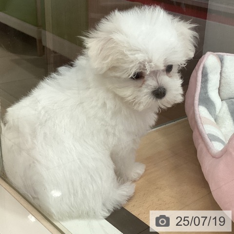 マルチーズの写真