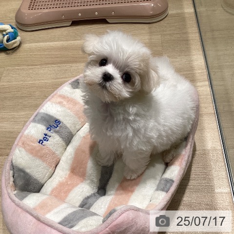 マルチーズの写真