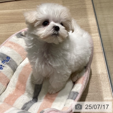 マルチーズの写真