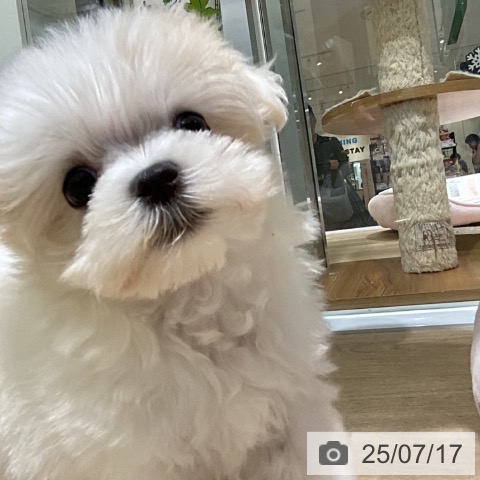 マルチーズの写真