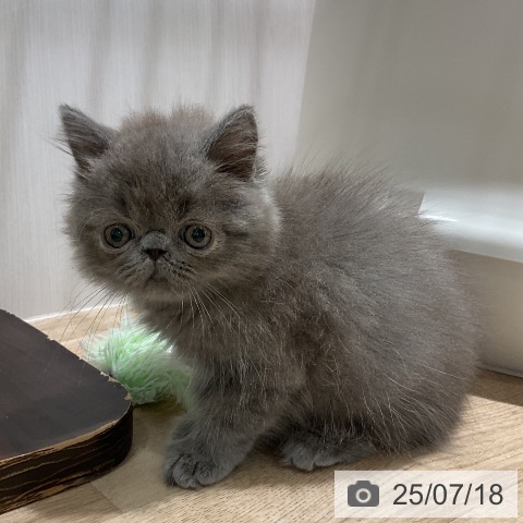 エキゾチックの写真