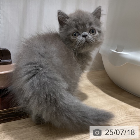 エキゾチックの写真