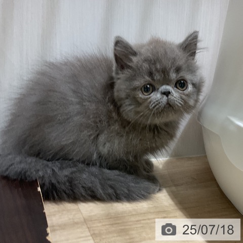 エキゾチックの写真