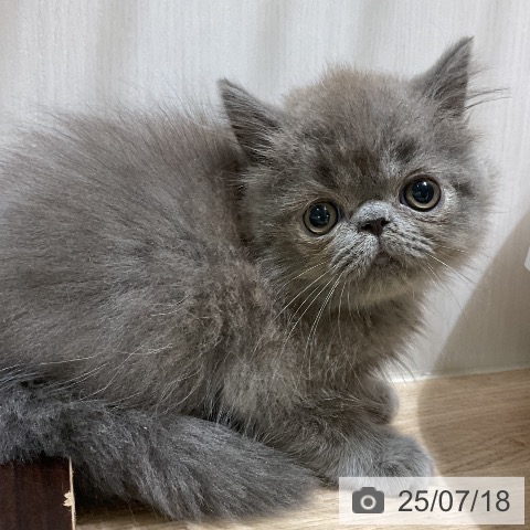 エキゾチックの写真