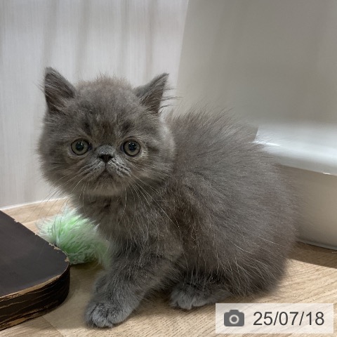 エキゾチックの写真