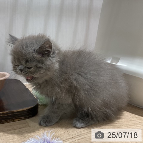 エキゾチックの写真