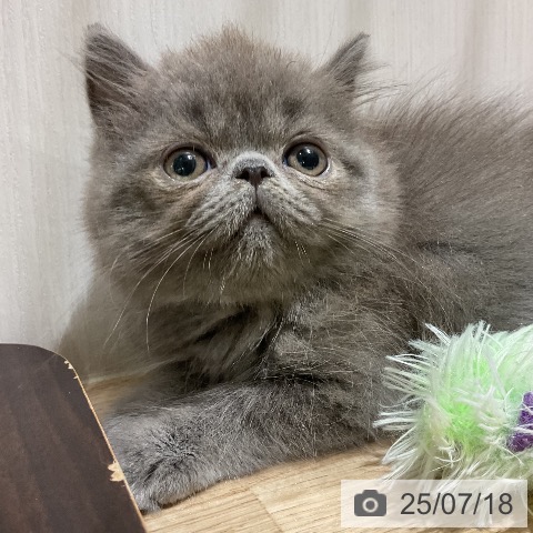 エキゾチックの写真