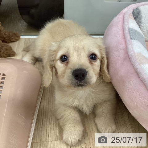 ミニチュア・ダックスフンドの写真