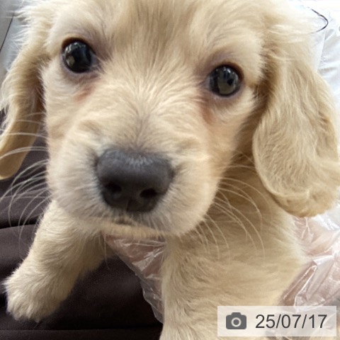 ミニチュア・ダックスフンドの写真
