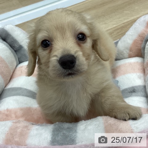 ミニチュア・ダックスフンドの写真