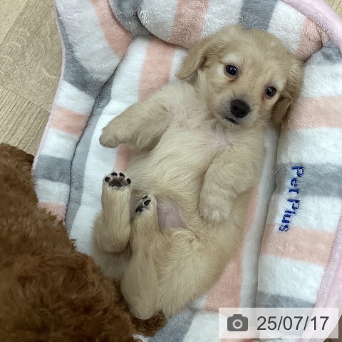 ミニチュア・ダックスフンドの写真