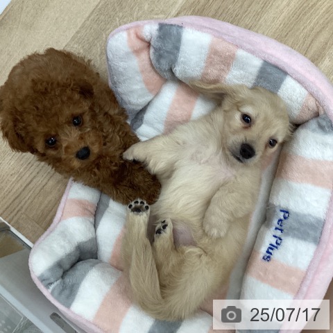 ミニチュア・ダックスフンドの写真