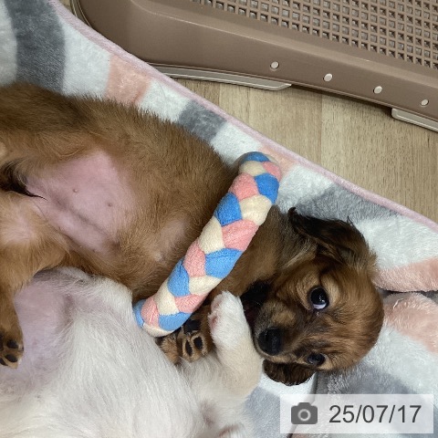 ミニチュア・ダックスフンドの写真