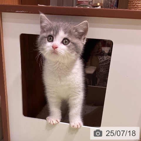 スコティッシュフォールドの写真