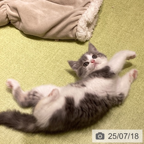 スコティッシュフォールドの写真