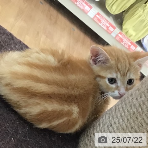 スコティッシュフォールドの写真