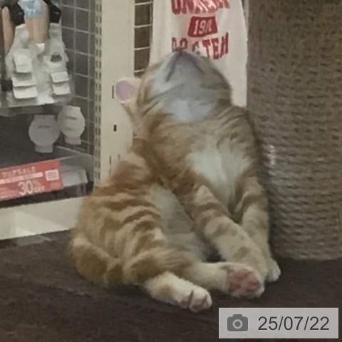 スコティッシュフォールドの写真