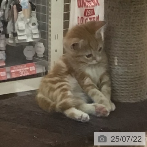 スコティッシュフォールドの写真