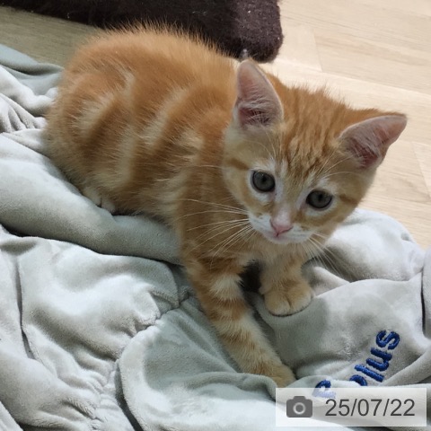 スコティッシュフォールドの写真