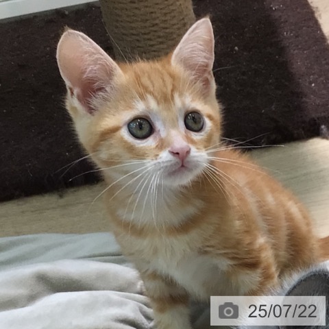 スコティッシュフォールドの写真