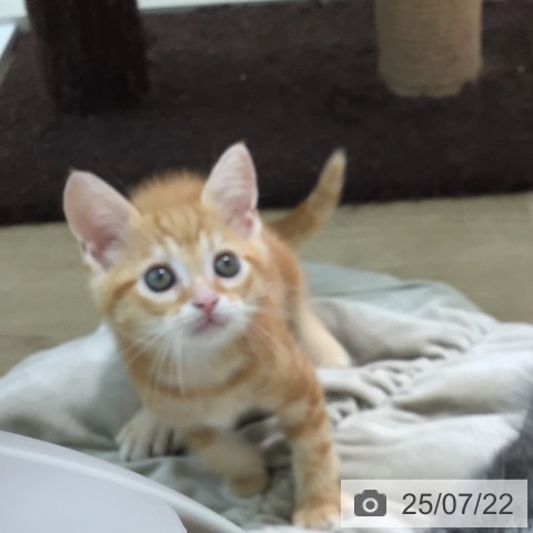 スコティッシュフォールドの写真