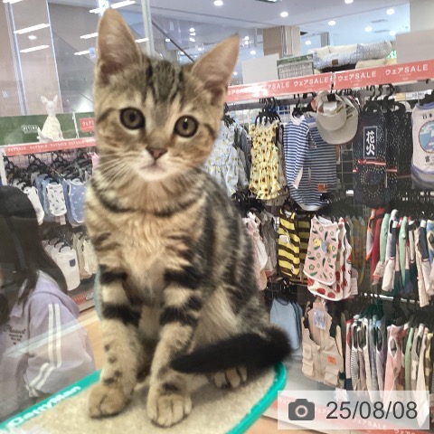 スコティッシュフォールドの写真