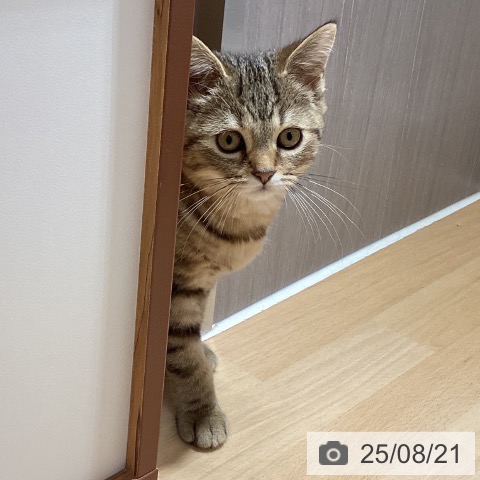 スコティッシュフォールドの写真
