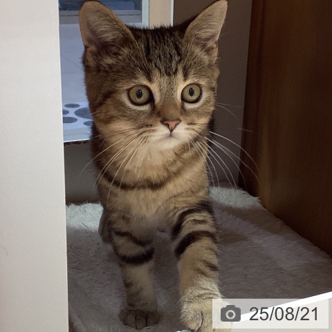 スコティッシュフォールドの写真