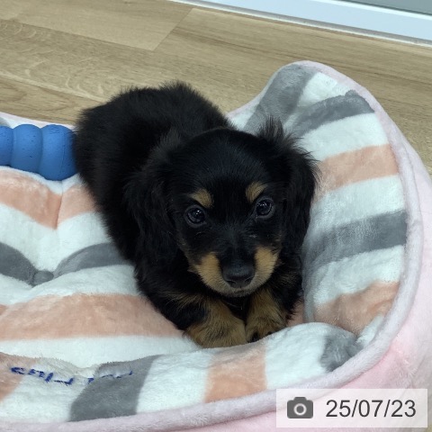 ミニチュア・ダックスフンドの写真