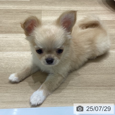 チワワの写真