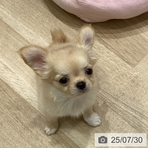 チワワの写真