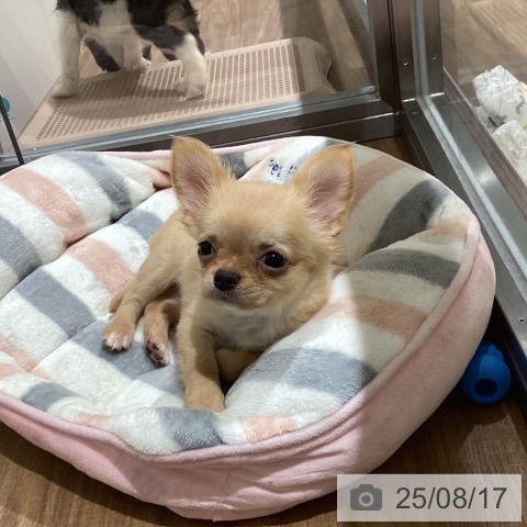 チワワの写真