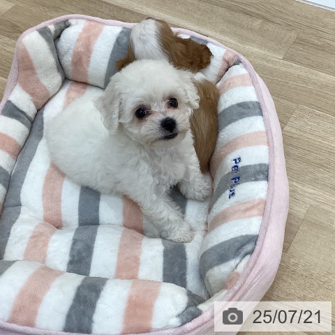 ビション・フリーゼの写真