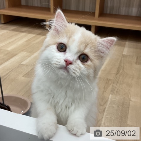 スコティッシュフォールドの写真