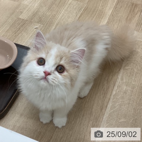 スコティッシュフォールドの写真