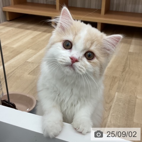 スコティッシュフォールドの写真