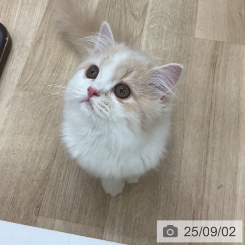 スコティッシュフォールドの写真