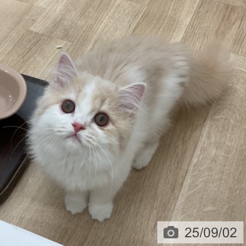 スコティッシュフォールドの写真