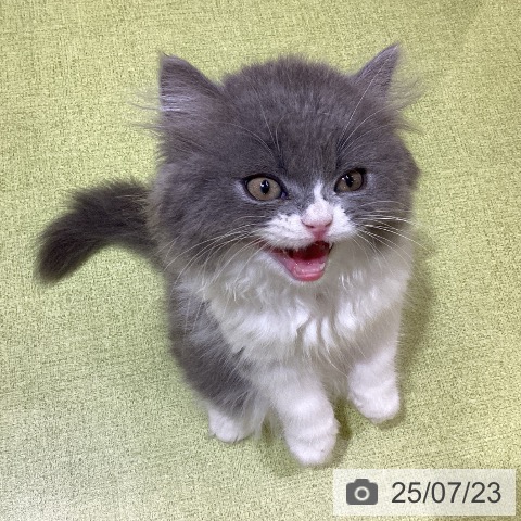 スコティッシュフォールドの写真