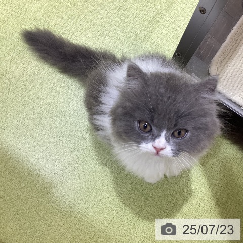 スコティッシュフォールドの写真