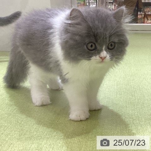 スコティッシュフォールドの写真