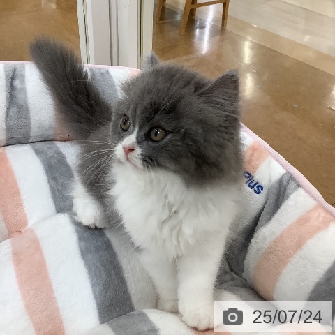 スコティッシュフォールドの写真