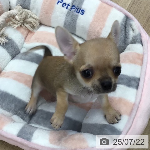 チワワの写真