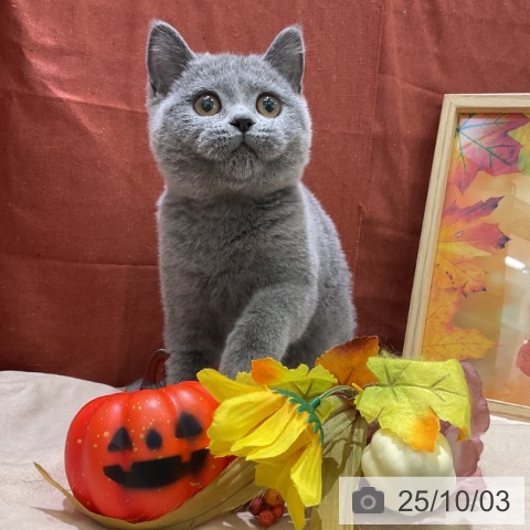 ブリティッシュショートヘアの写真