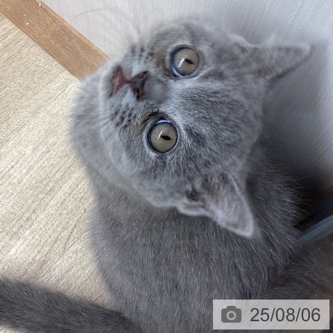 ブリティッシュショートヘアの写真