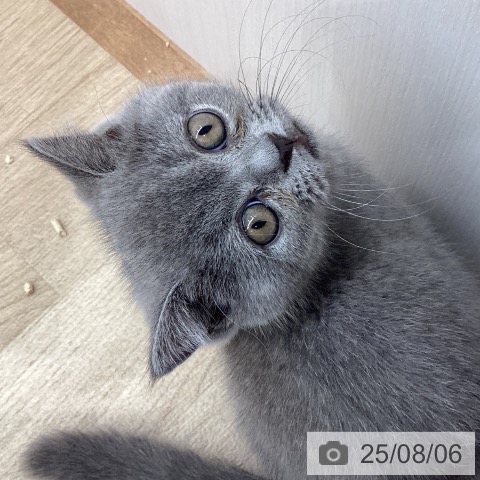 ブリティッシュショートヘアの写真