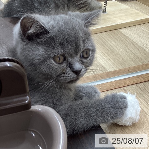 ブリティッシュショートヘアの写真