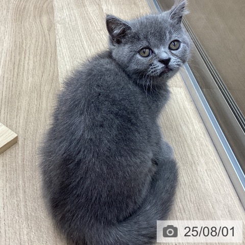 ブリティッシュショートヘアの写真