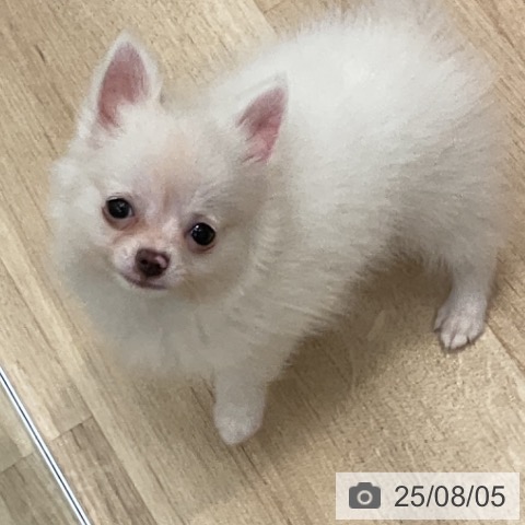 チワワの写真