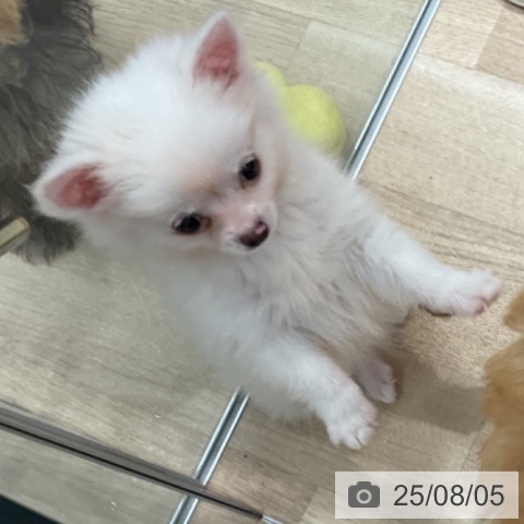 チワワの写真